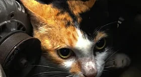 Ear Clips Signal Care for UAE's Stray Cats as Welfare Programs Expand