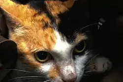 Do clipped ears hurt? Why some stray cats in UAE have them