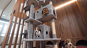 Dubai opens new pet shelter with digital adoption platform for rescued cats, dogs