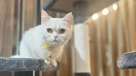 Dubai's new cat shelter sees one adoption every hour since launch