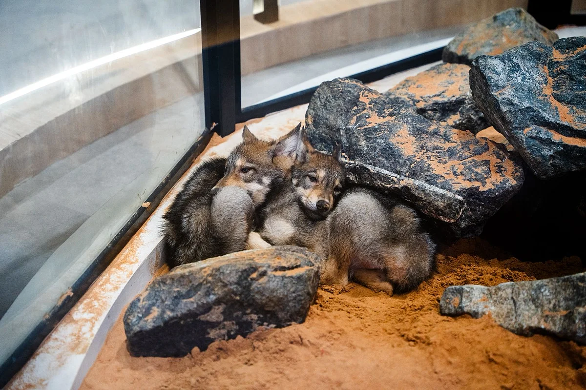 Over 20 cloned wolves in UAE offer new hope for protecting rare species