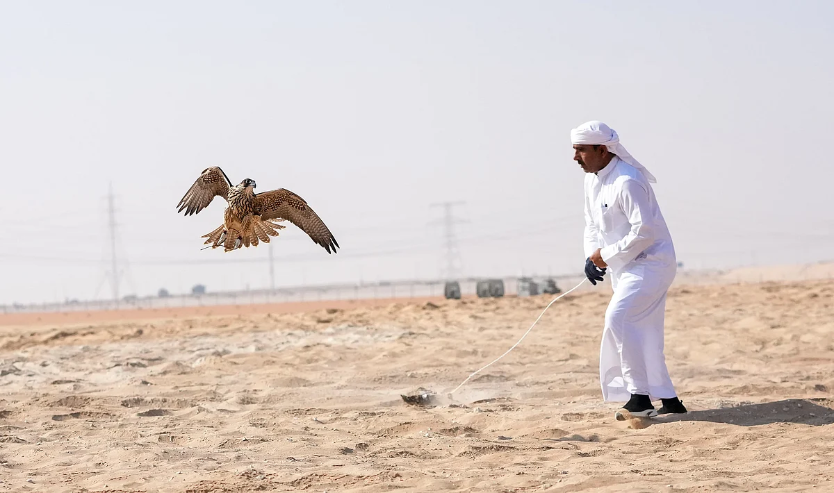 From wild desert hunts at 13 to strict rules of today: Abu Dhabi falconer's story