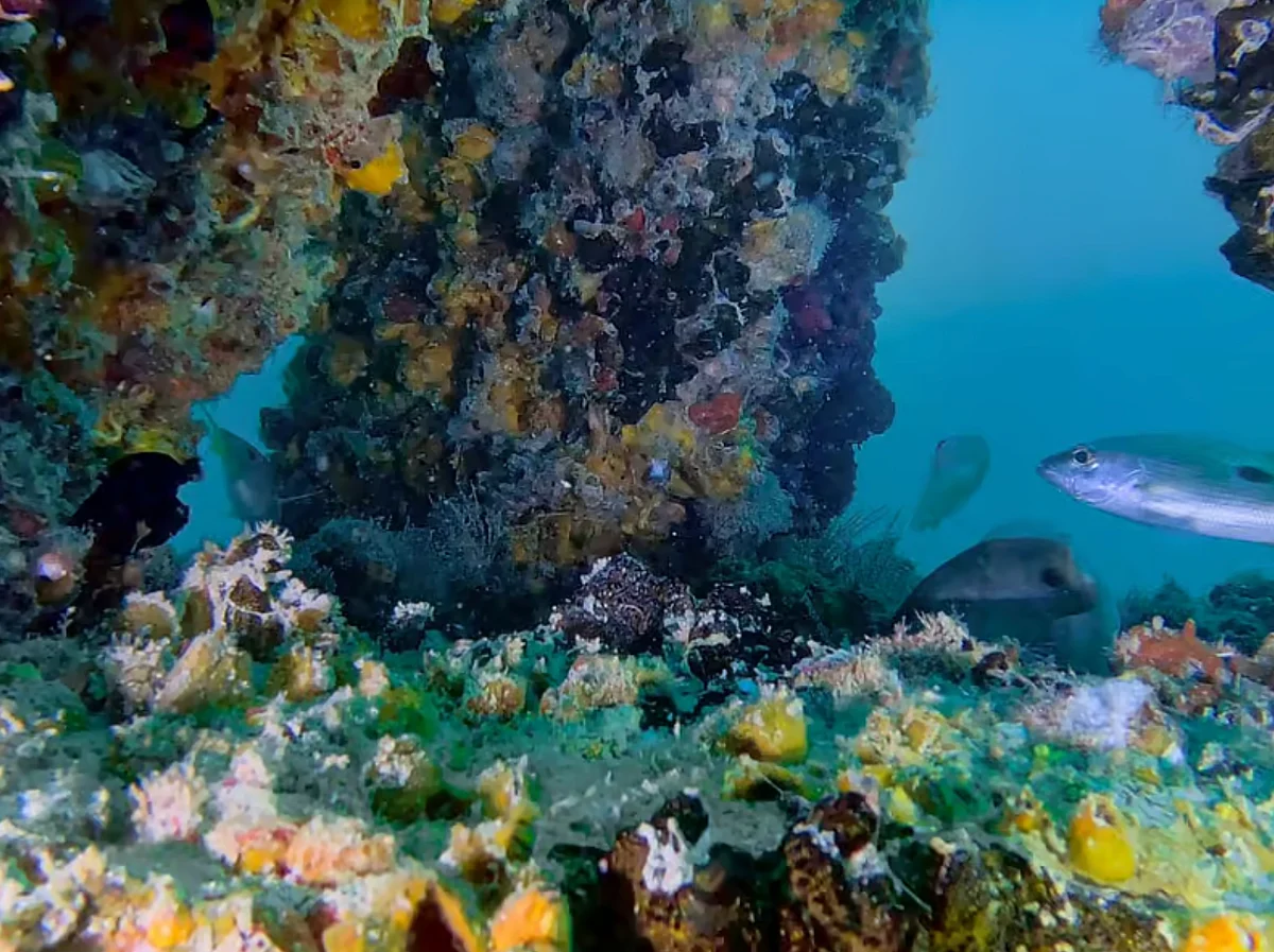 khaleejtimes.com - Nandini Sircar - From AI to underwater robots: How UAE is protecting coral reefs, marine life