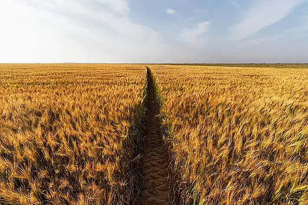 New Dh10 million UAE agricultural award category to help farmers market products