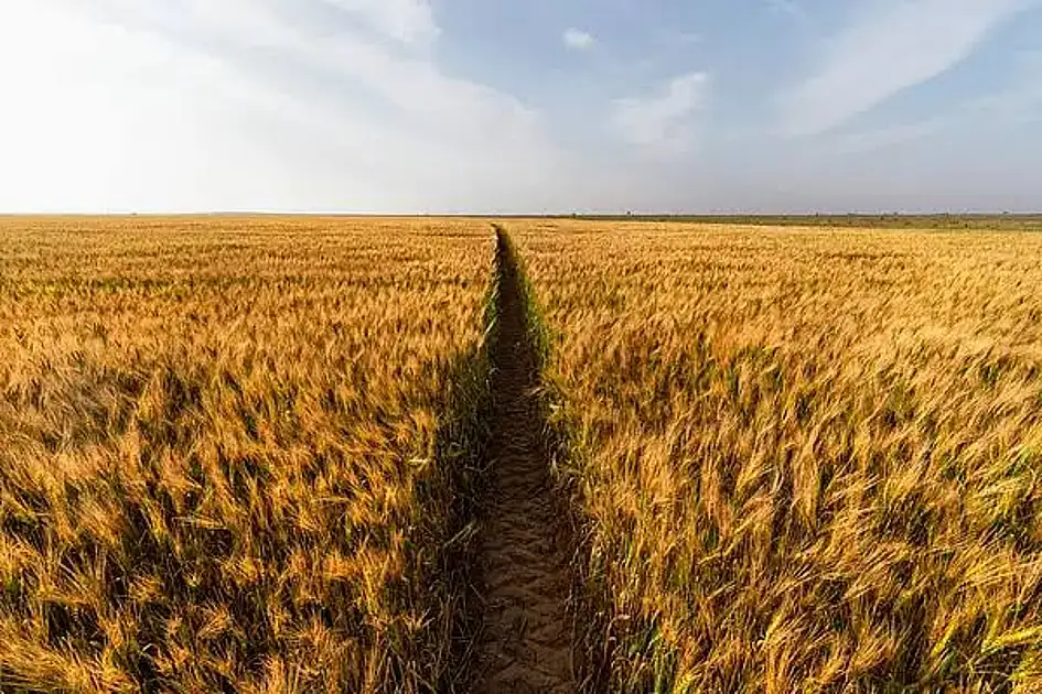 UAE Introduces Dh10M Award Category to Boost Farmers’ Market Access