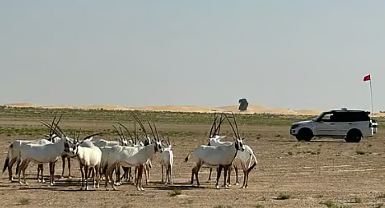 Dubai deploys AI-powered feeder to monitor and manage wildlife