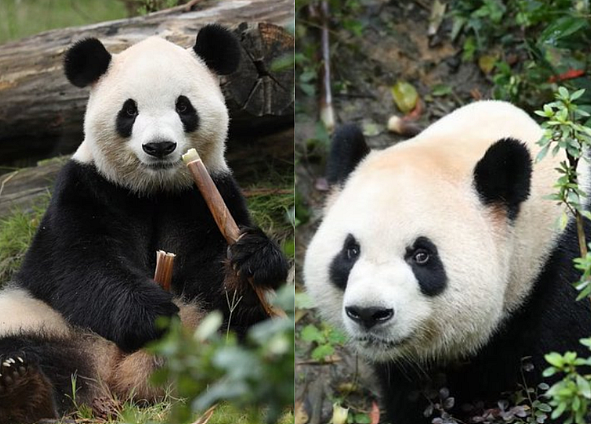 Two giant pandas, Ping Ping and Fu Shuang, arrive in US from China
