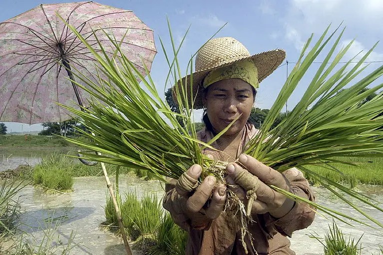 Da Rice Program Structure Philippines prepares for ‘worst case scenario’ as El Niño threatens ...