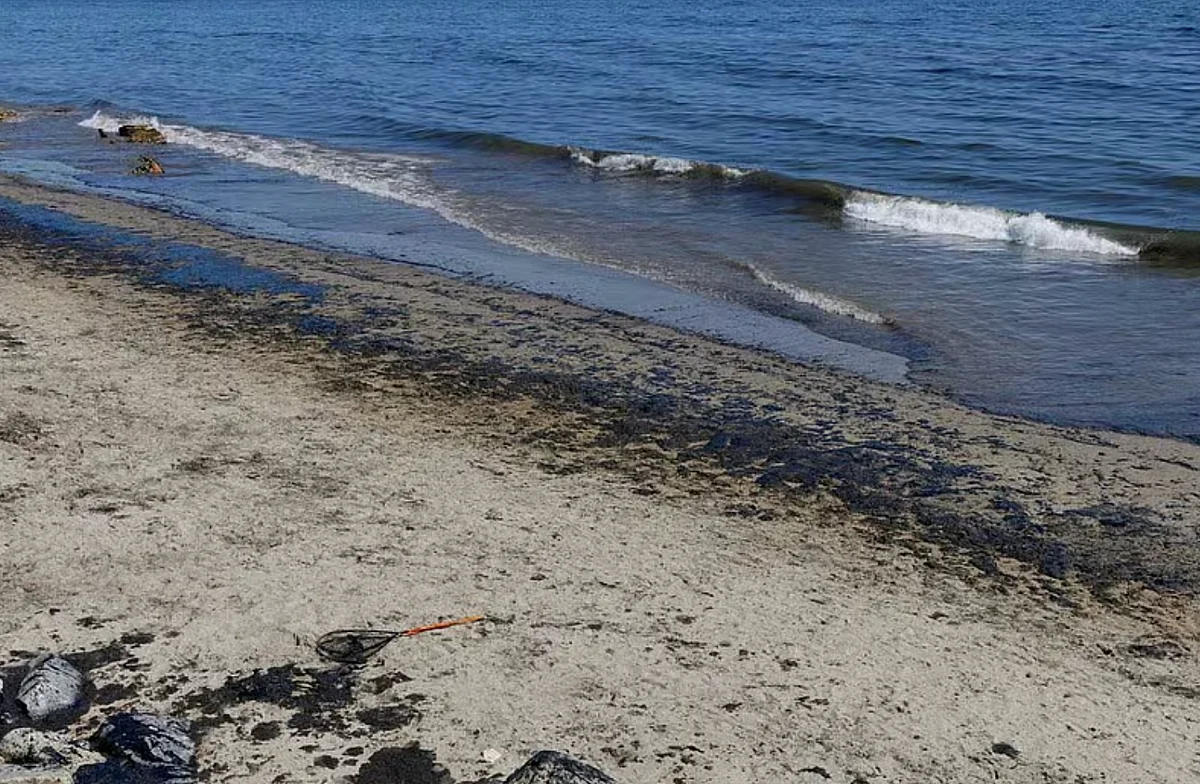 khaleejtimes.com - Nandini Sircar - UAE oil spill: What happens after the beaches are cleaned?