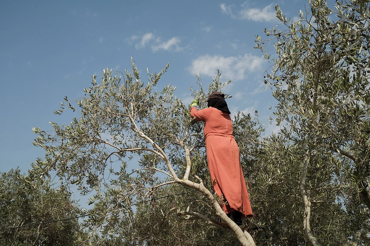 In Lebanese village near Israeli troops, farmers brave danger to ...