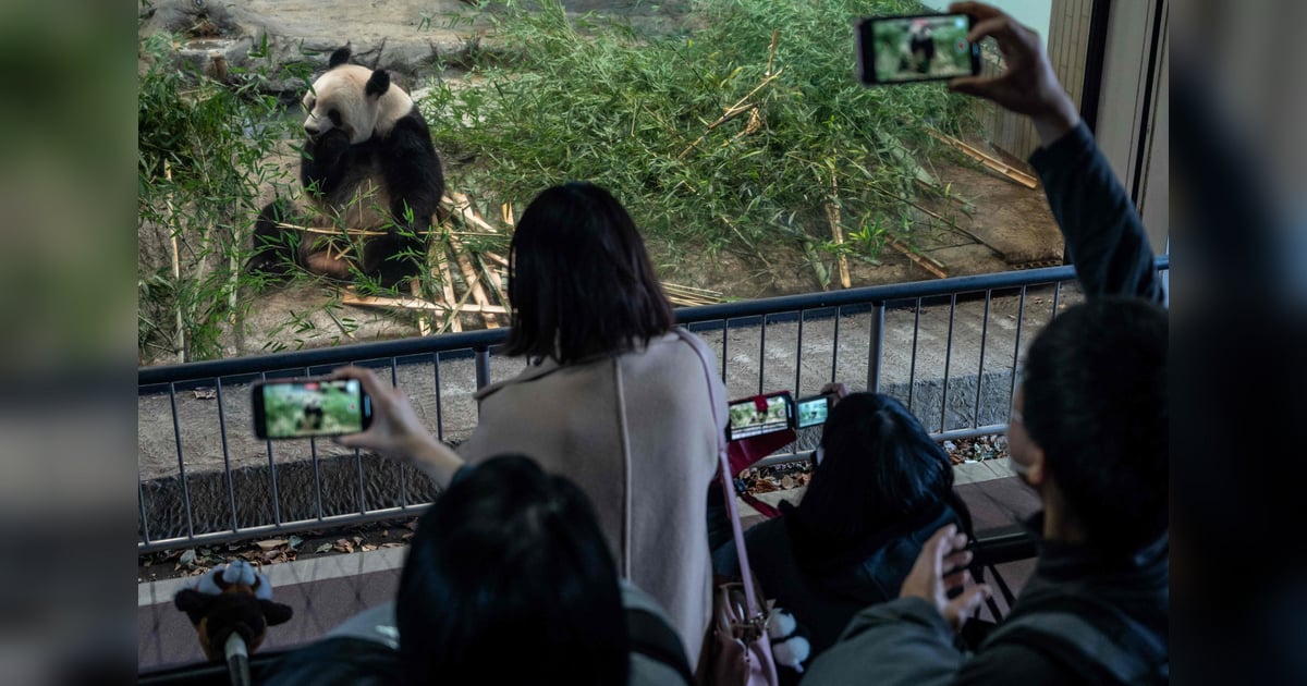 Japan Bids Farewell To Four Pandas Returning To China Khaleej Times Japan Bids Farewell To Four Pandas Returning To China Khaleej Times