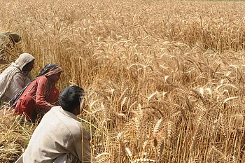 India lifts wheat stock limits as supplies rise, easing prices