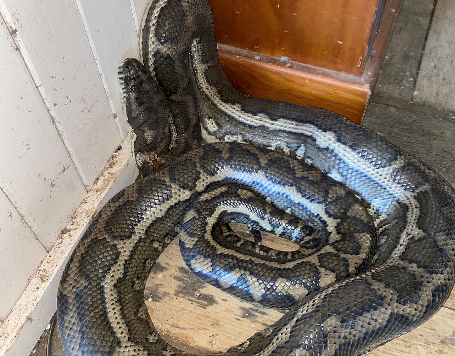 Two huge pythons weighing 45 kg fall through kitchen ceiling in ...