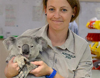 Koala survives terrifying ride clinging to car | Khaleej Times