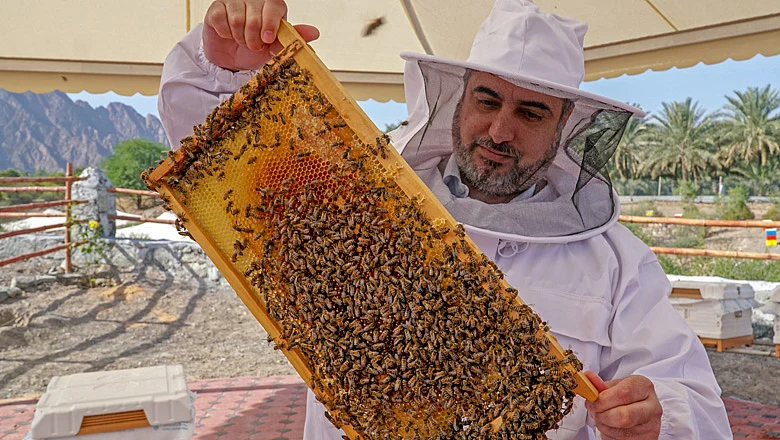 A city to come up for bees in Hatta | Khaleej Times
