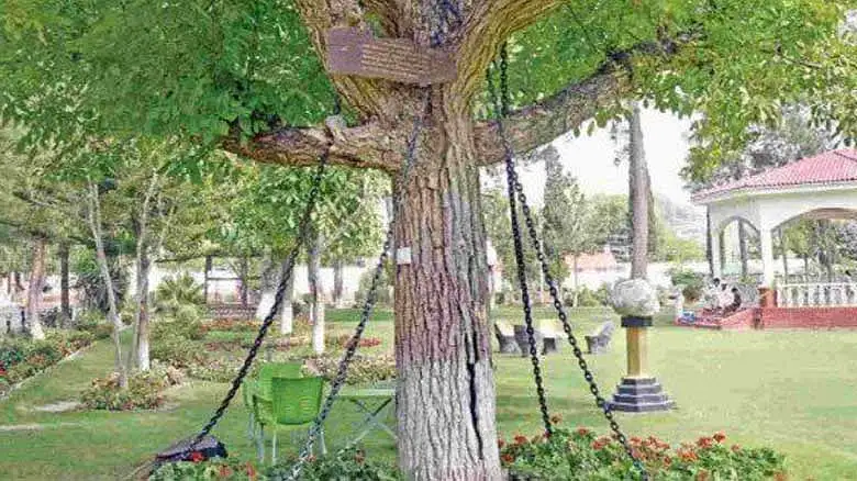 This banyan tree has been under arrest in Pakistan for 100 years ...