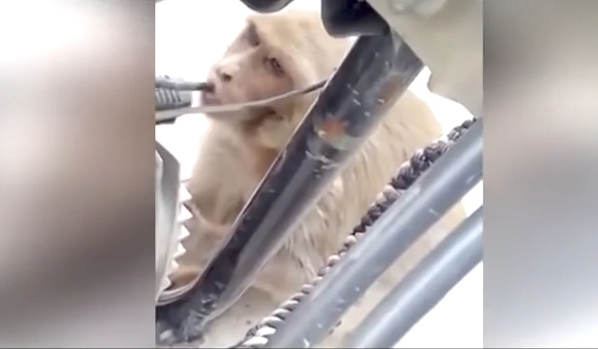 Video: Addicted monkey steals petrol from bikes | Khaleej Times