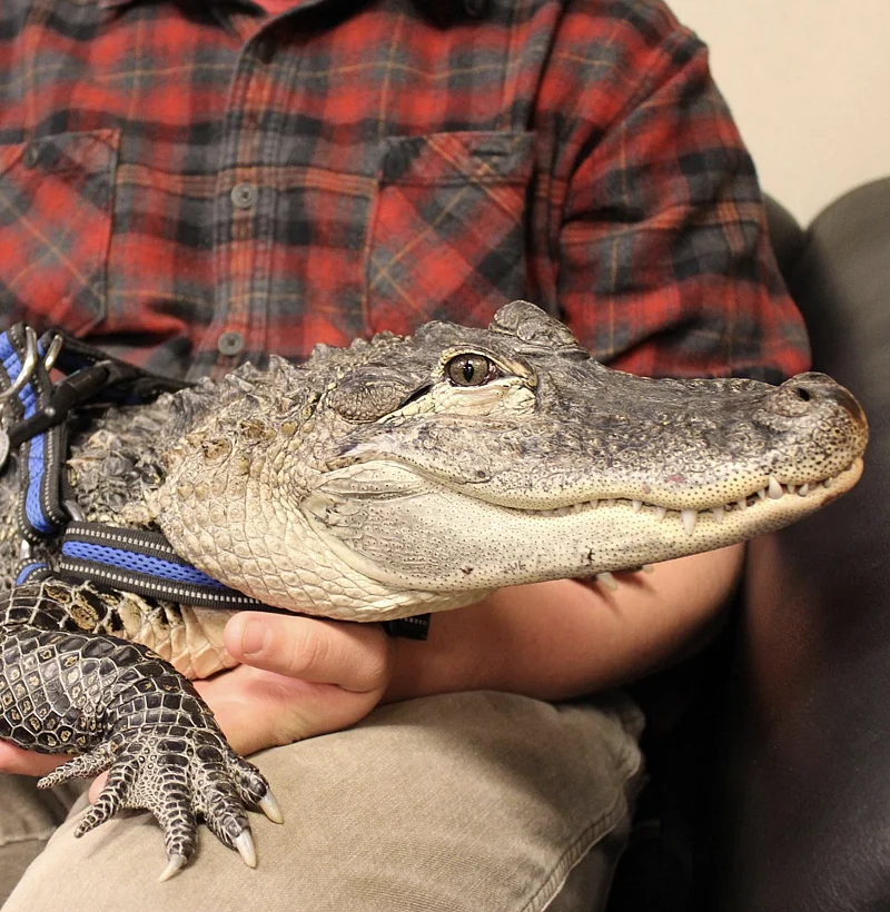 Baseball fan's emotional support alligator denied entry into