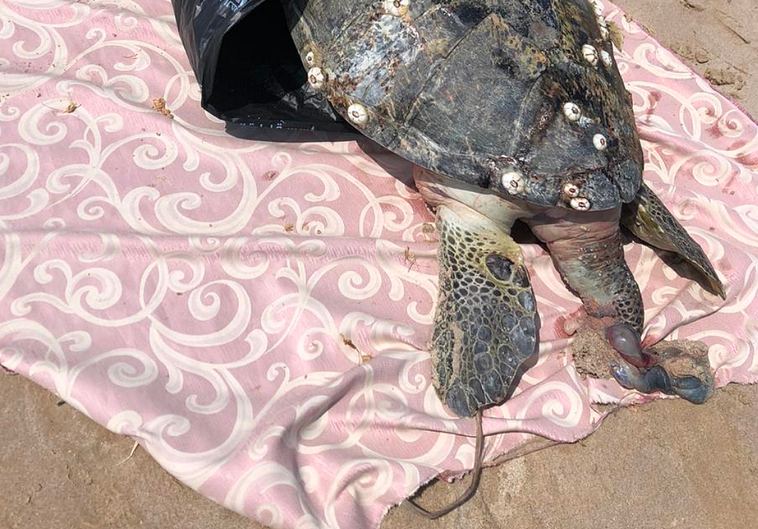 Jogger spots bleeding turtle on UAE beach | Khaleej Times