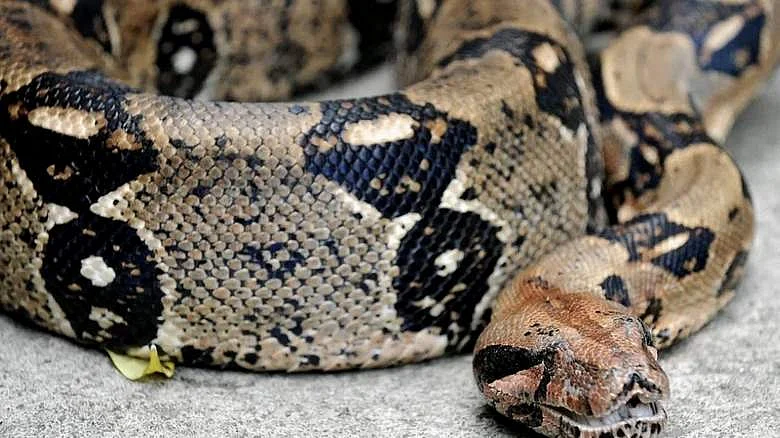 54-year-old woman swallowed by giant python | Khaleej Times