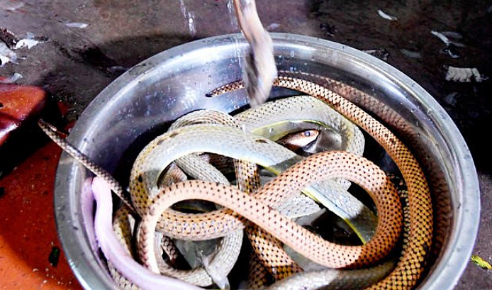 Video: How snakes are served on plate in this country | Khaleej Times