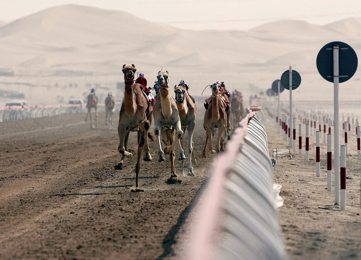 Performance tech for camel racing | Khaleej Times