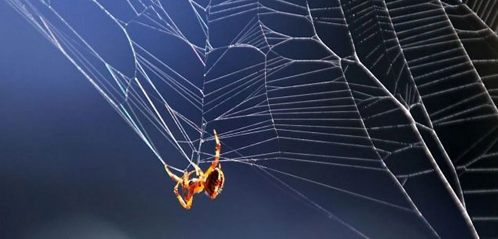 China bug declared world's longest insect | Khaleej Times