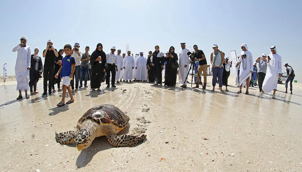 Turtles released into sea on World Turtle Day | Khaleej Times