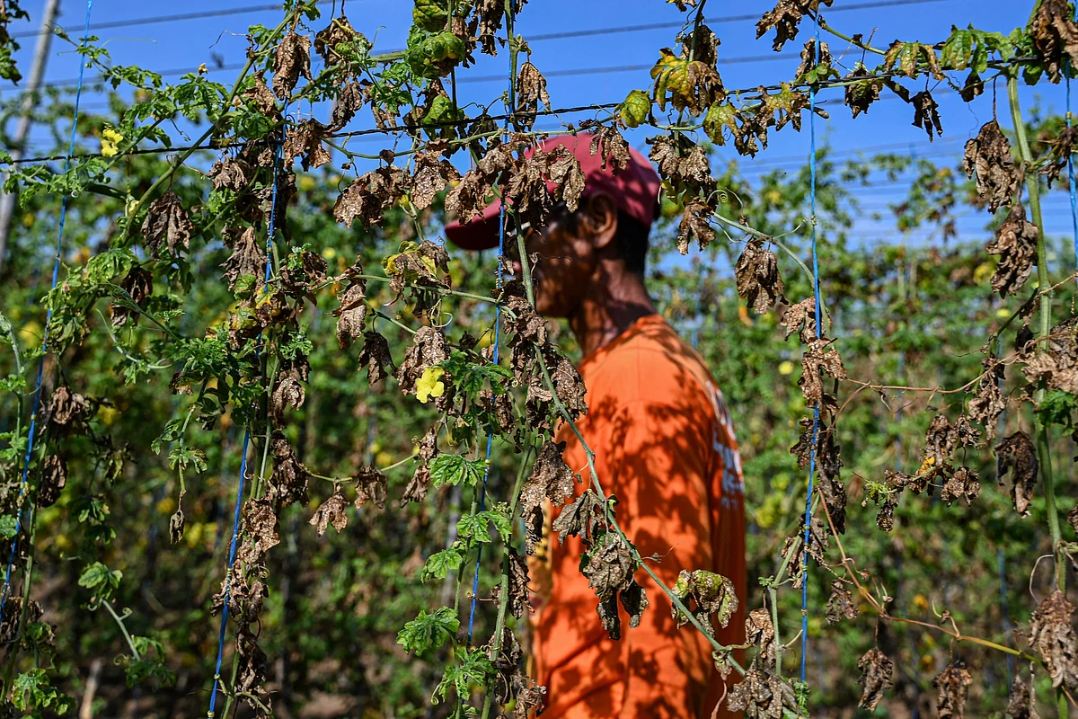 Filipino farmers struggle as drought and heatwave hits | Khaleej Times