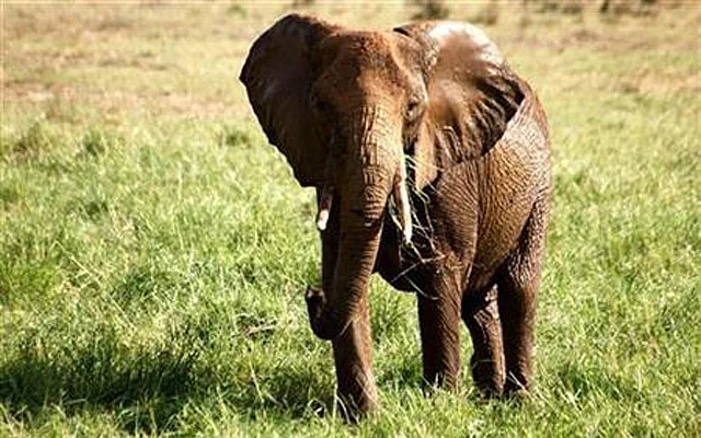 India hunts rampaging elephant that killed 20 people