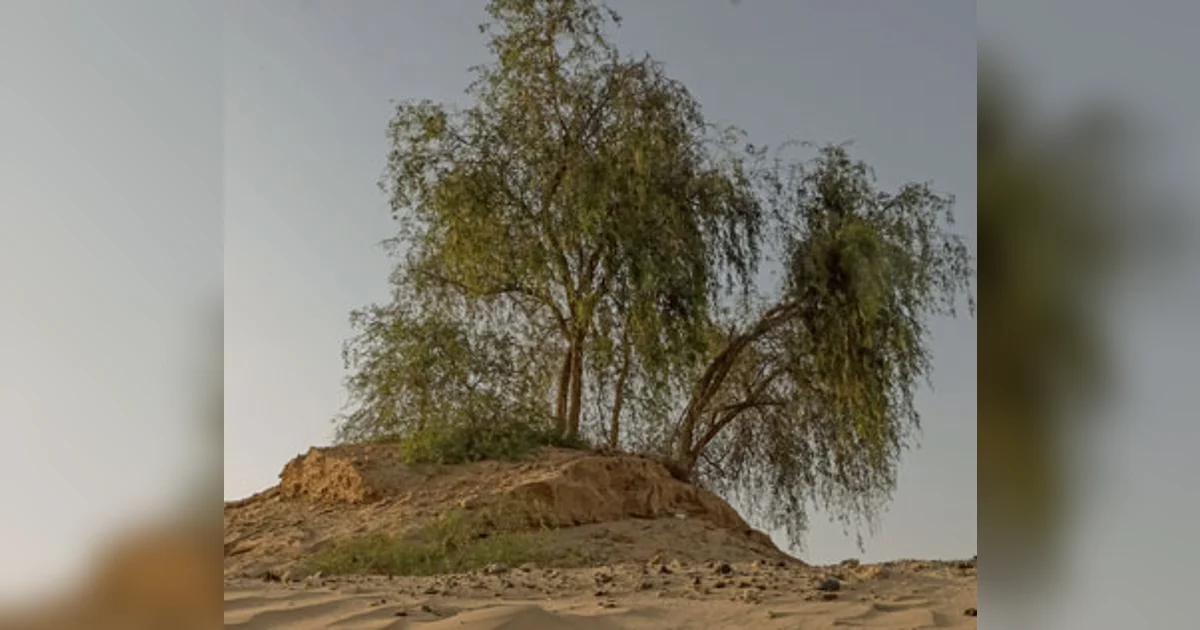 Ghaf: A look at the importance of UAE's national tree | Khaleej Times