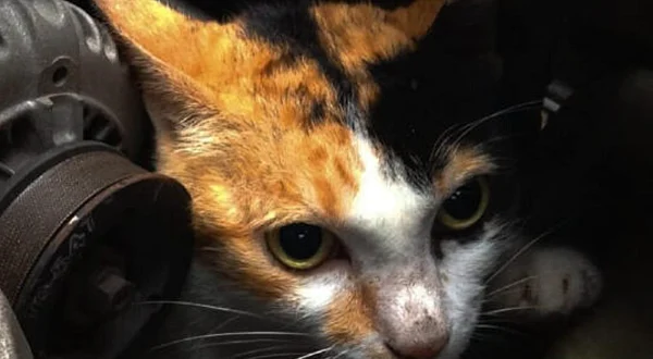 Where Do Cats Hide in Cars: Surprising Spots You Must Check