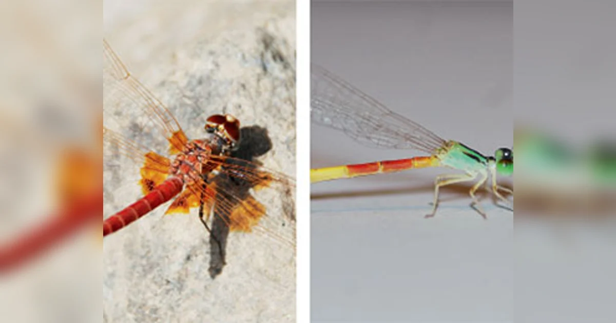 Dragonflies Rarest Color Rare dragonfly species found in Fujairah | Khaleej Times