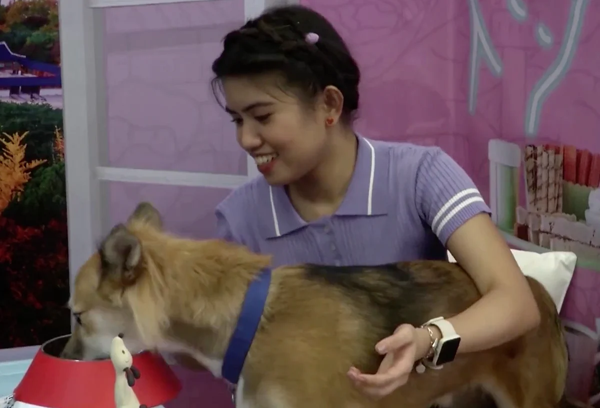 watch-filipino-animal-lovers-book-valentine-s-dates-with-shelter-dogs