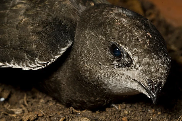 This Tiny Bird Can Fly For 10 Months Without Landing