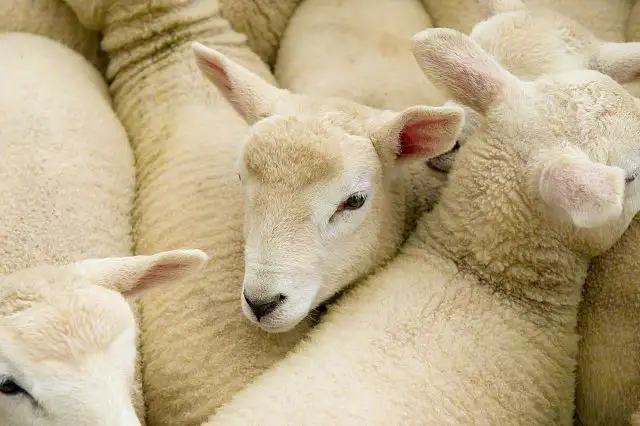 Sinking Sheep Thousands of sheep drown as overloaded, crammed ship sinks | Khaleej Times