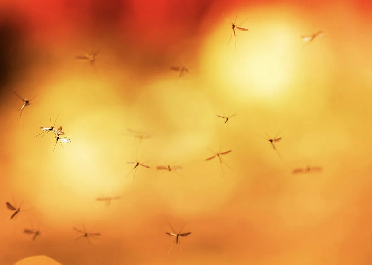 Mosquitoes, flies, rodents most common pests in Abu Dhabi | Khaleej Times