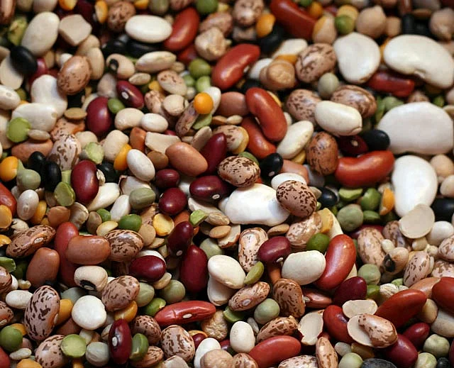 Thirty new bean varieties bred to beat baking climate | Khaleej Times