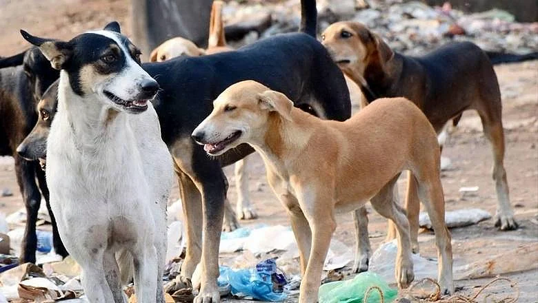 India: Woman mauled to death by stray dogs in Madhya Pradesh | Khaleej ...