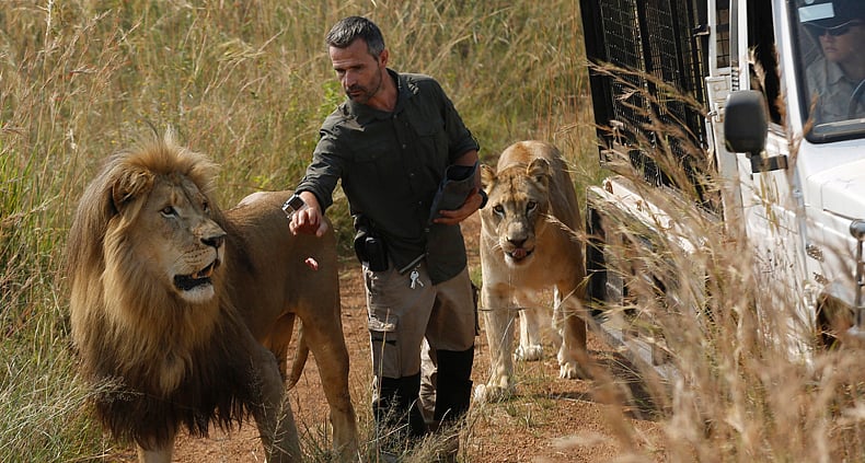 Lion whisperer gets up close with big cats
