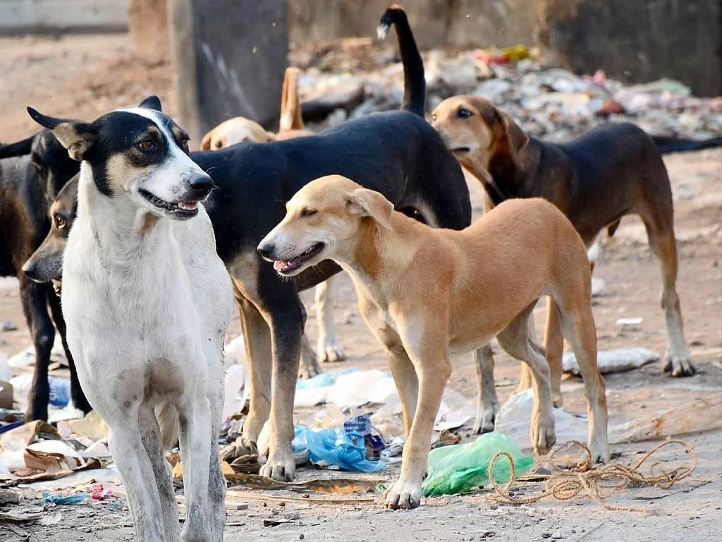 India: Five-year-old girl mauled to death by stray dogs in Chhattisgarh ...