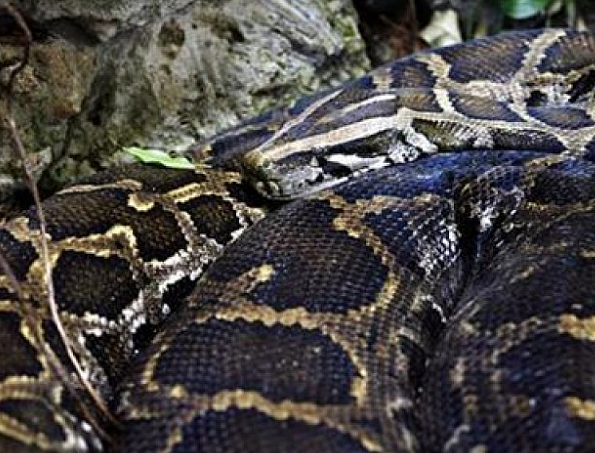 Woman shocked to find python sleeping next to her | Khaleej Times