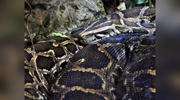 Woman shocked to find python sleeping next to her | Khaleej Times