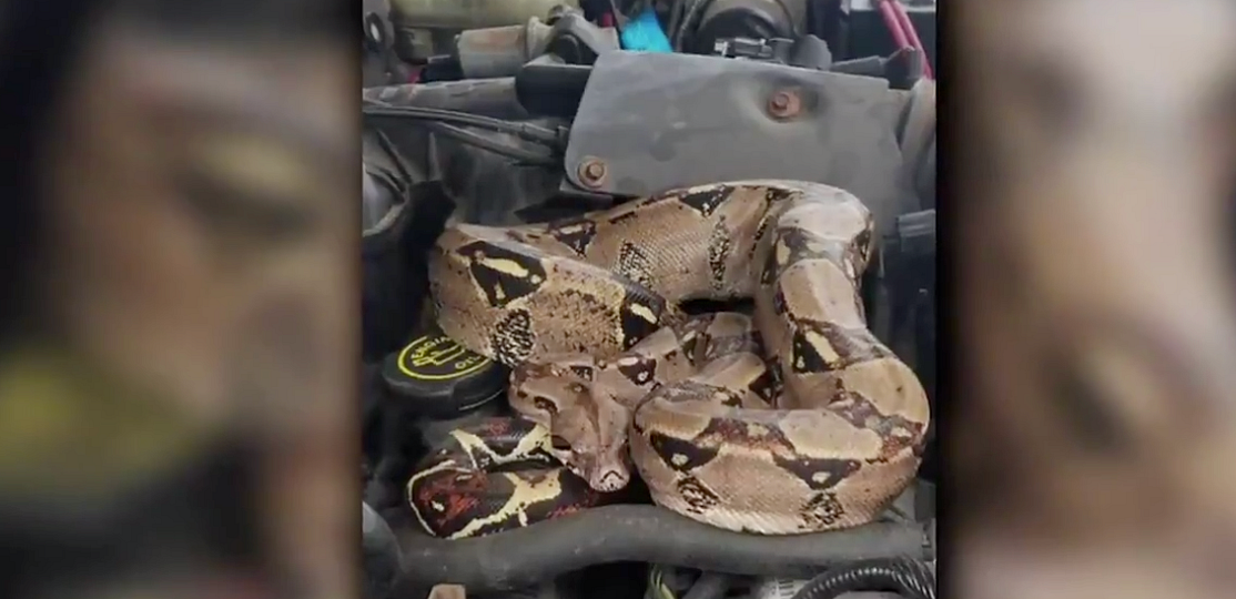 Video: Driver finds snake under hood of car
