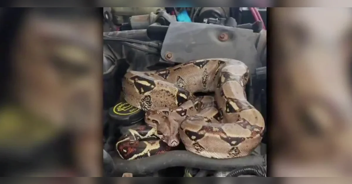 Video: Driver finds snake under hood of car