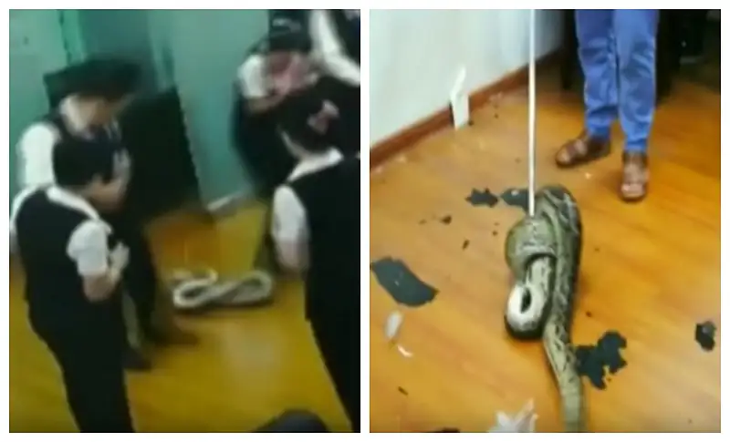 Video: Bank employees flee after massive python falls from the ceiling ...