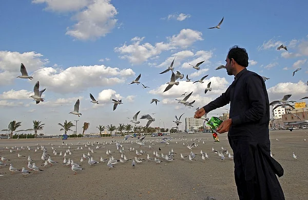Where Do Birds Migrate from Uae: Discover Their Epic Journeys