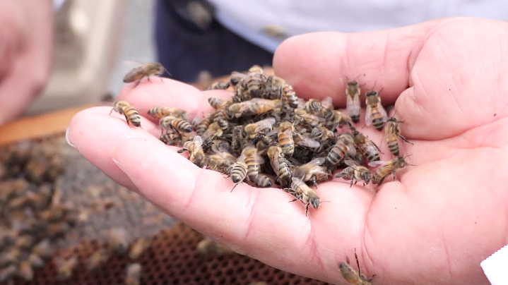 Middle East's first queen bee rearing station opens in Hatta | Khaleej ...