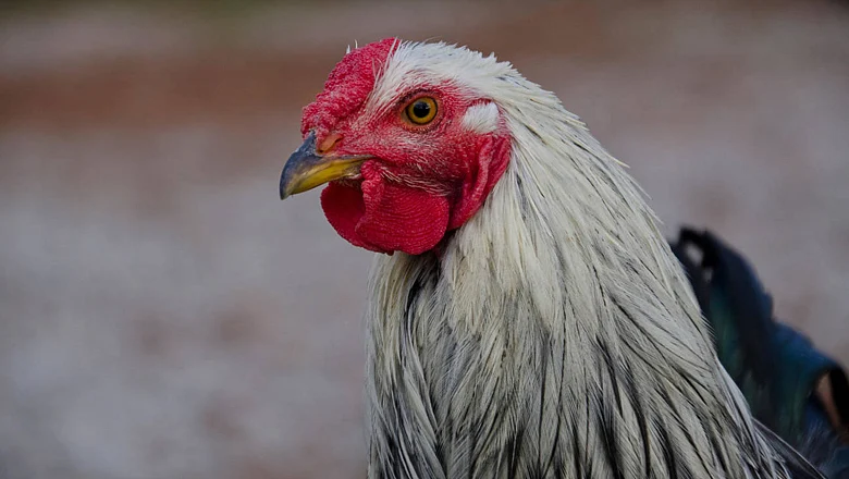 Rooster taken to court by neighbours, judge rules in its favour ...