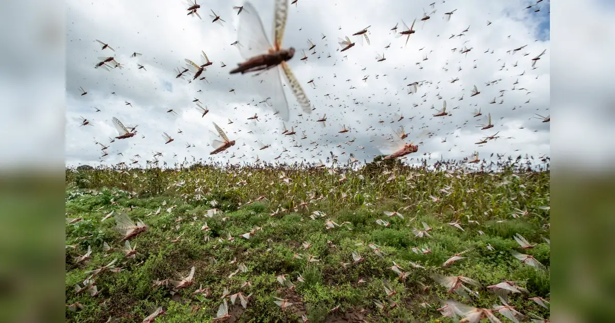 UAE farmers learn how to combat desert locust pests in new training ...
